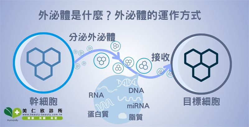 外泌體是什麼？如何風靡全球醫美界